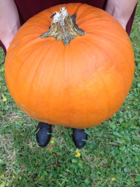 cute pumpkin right?