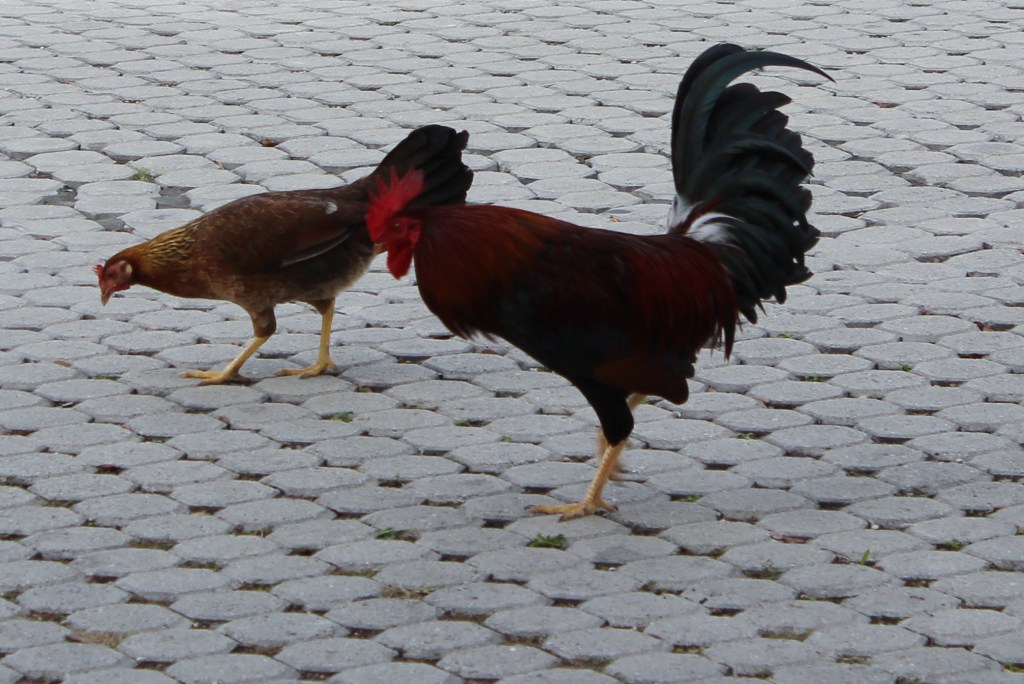 The Bohemian Mermaid