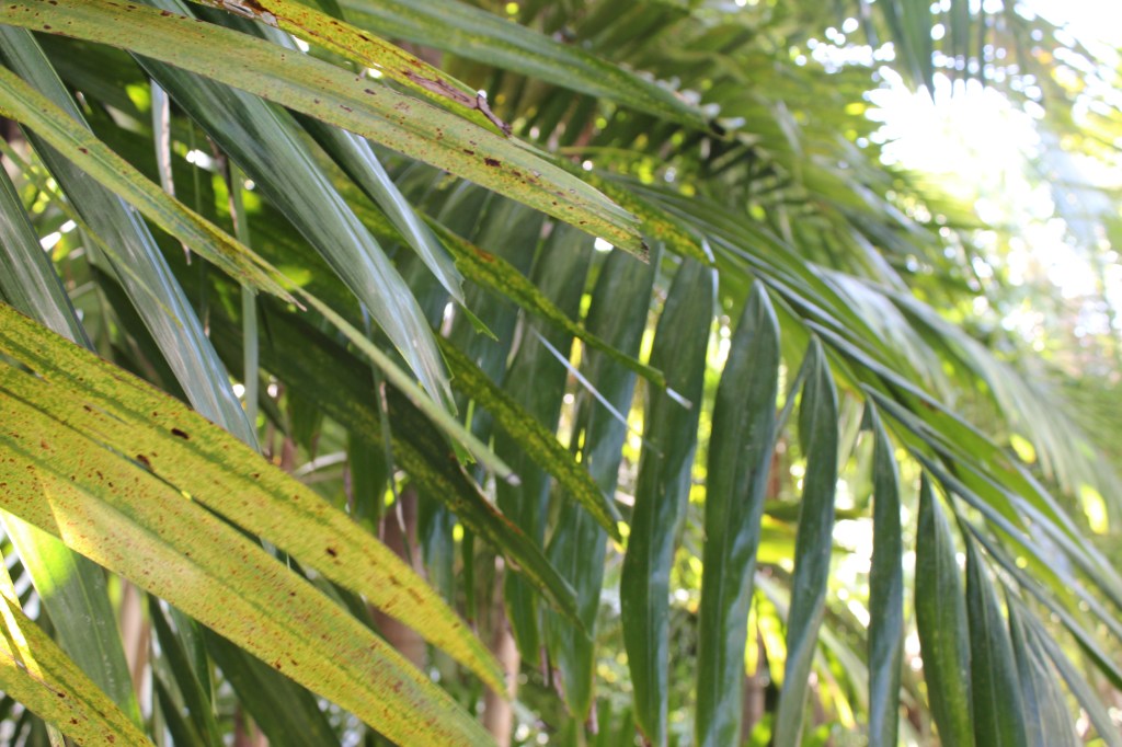 The Bohemian Mermaid